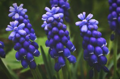 Close-up of hyacinths growing outdoors