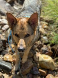 Close-up portrait of a dog