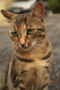 Close-up portrait of a cat looking away