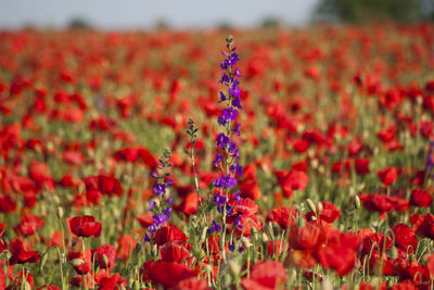 Close-up of red poppies blooming outdoors