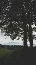 Scenic view of grassy field