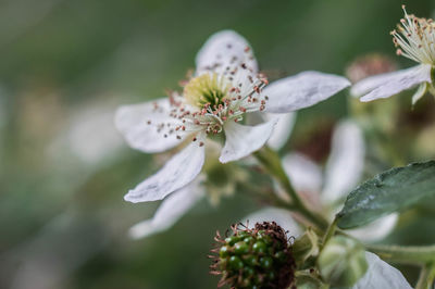 Close-up of white flowers on branch