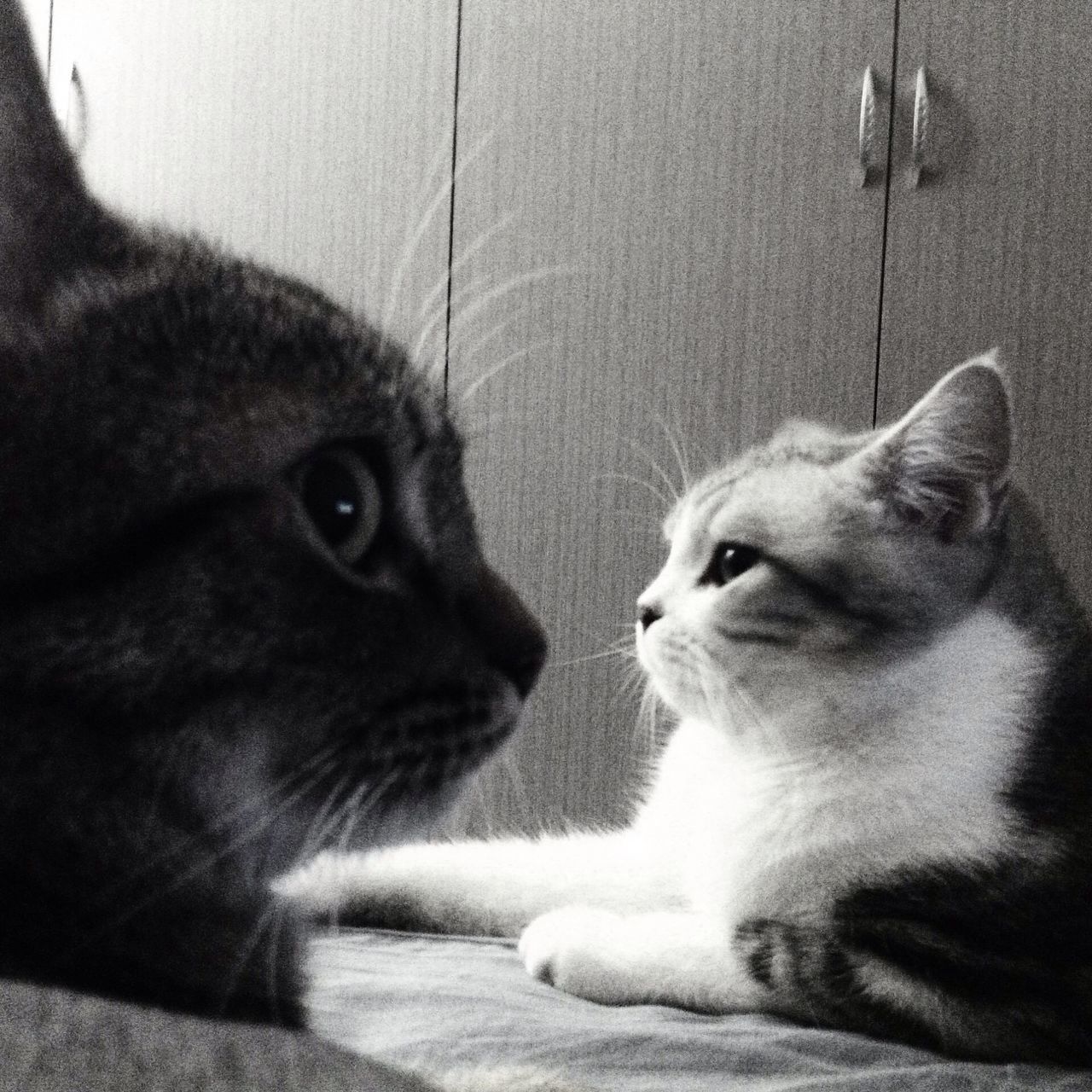 animal themes, one animal, pets, domestic animals, domestic cat, mammal, cat, feline, indoors, whisker, close-up, looking away, animal head, portrait, relaxation, sitting, alertness, focus on foreground, no people