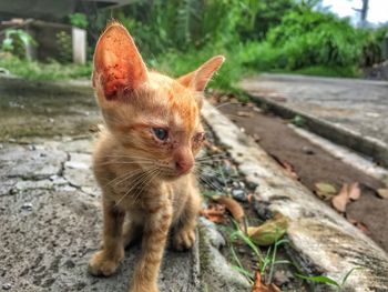 Close-up of brown kitten on footpath