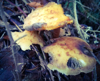 Close-up of fly agaric mushroom