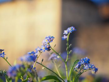 Close-up of purple flowering plant