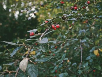 Close-up of red berries growing on tree