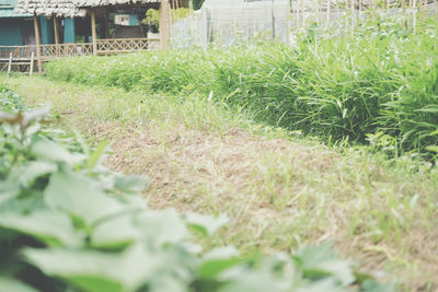 Close-up of grass growing in field