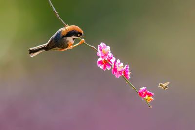 Close-up of hummingbird on pink flower