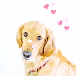 Portrait of a dog over white background