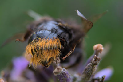 Close-up of bee pollinating on flower