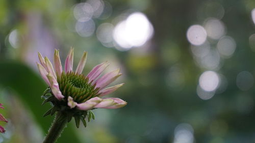 Close-up of pink flowering plant