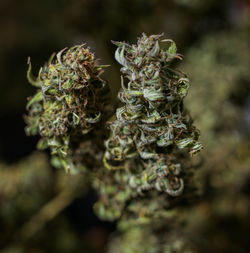 Close-up of wilted flower