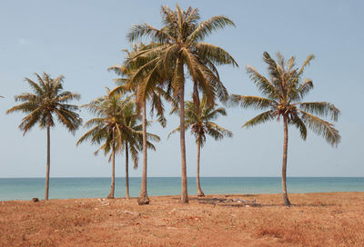 Palms standing at an empty and sunny beach in vietnam