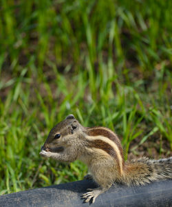 Close-up of squirrel on rock