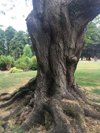 Tree trunk on field