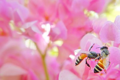 Close-up of bee pollinating on pink flower