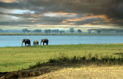 Horses in a field