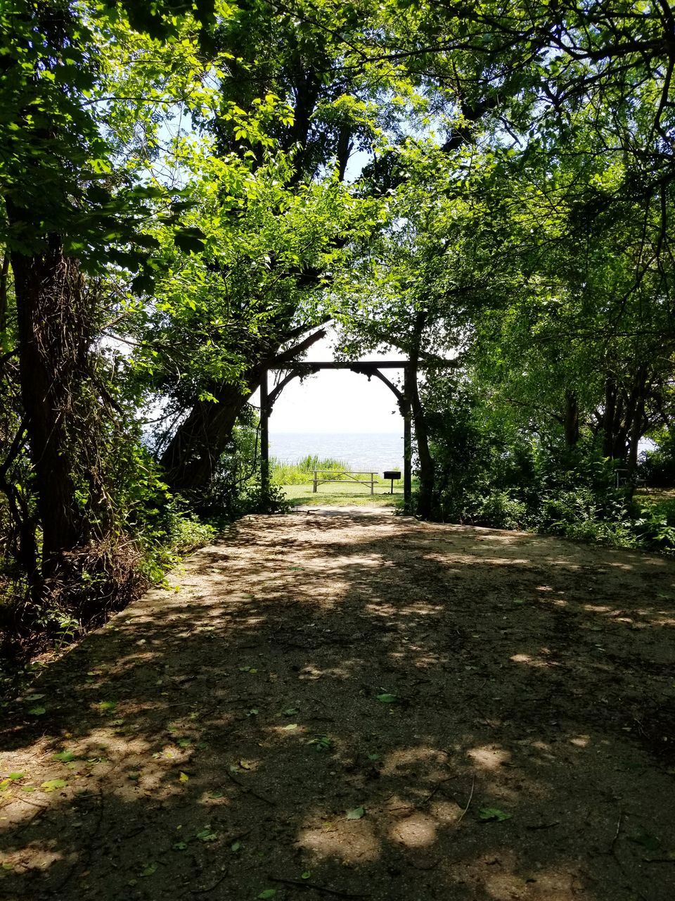 tree, plant, direction, the way forward, nature, tranquility, footpath, no people, growth, day, land, tranquil scene, park, sunlight, forest, scenics - nature, beauty in nature, green color, landscape, outdoors, diminishing perspective, treelined