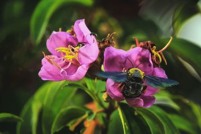 Close-up of honey bee on pink flowering plant