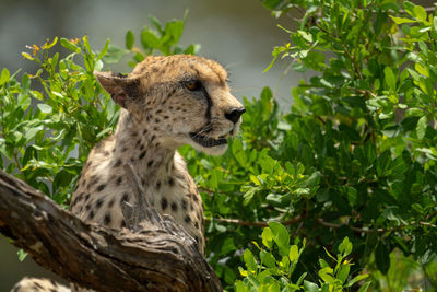 Close-up of cheetah sitting among leafy bushes