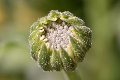 Close-up of flower buds