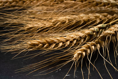 Close-up of wheat growing on field