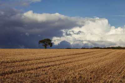 Scenic view of field against sky