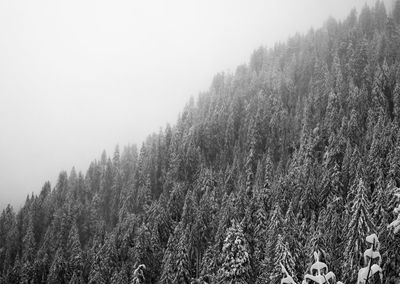 Plants growing in forest against sky during winter