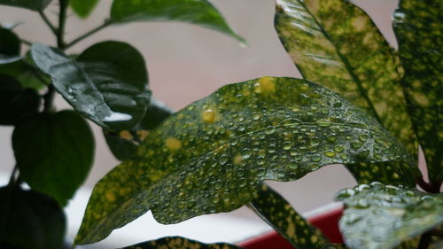 Close-up of wet plant leaves