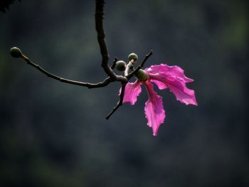 Close-up of flower on twig