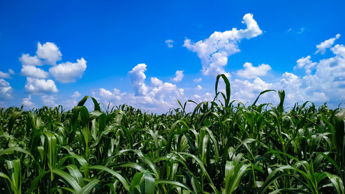 Crops growing on field against sky