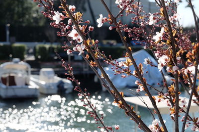 Close-up of flowering plants against blurred water