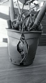 Close-up of damaged potted plant on floor