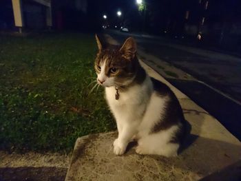 Close-up of cat sitting at night