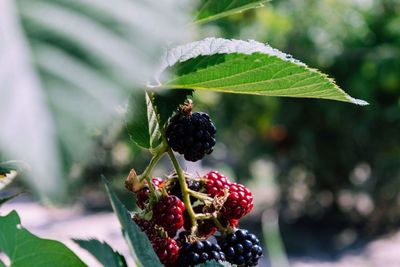 Close-up of blackberries growing on tree