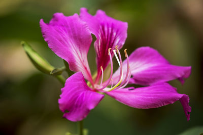 Close-up of pink rose flower