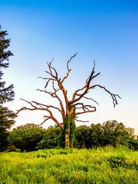 Bare tree on landscape against blue sky