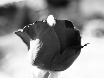 Close-up of rose against blurred background