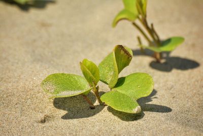 Close-up of fresh green plant