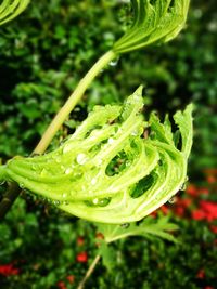 Close-up of water drops on plant