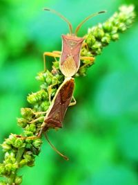 Close-up of butterfly on plant