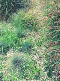 High angle view of flowering plants on land