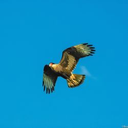 Low angle view of crested caracara flying in blue sky