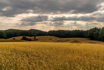 Scenic view of agricultural field against sky