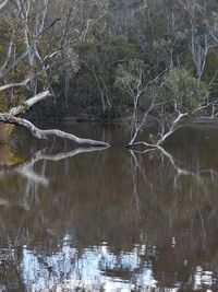 Reflection of bare trees in lake