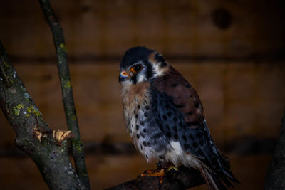 Close-up of owl perching on branch