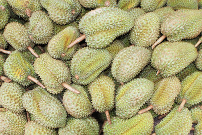 Full frame shot of cactus