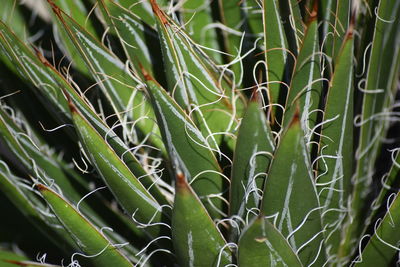 Close-up of fresh green plant