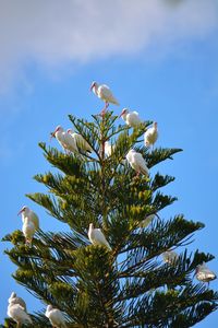 Low angle view of bird perching on tree against sky